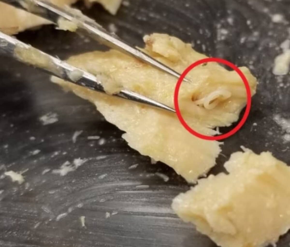 expired cans of salmon