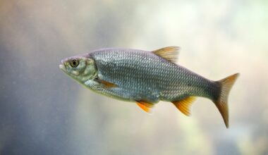 67 million-year-old fossil reveals the origin of freshwater fish hearing