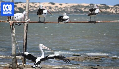 River Murray, Coorong, Lake Alexandrina listed as critically endangered