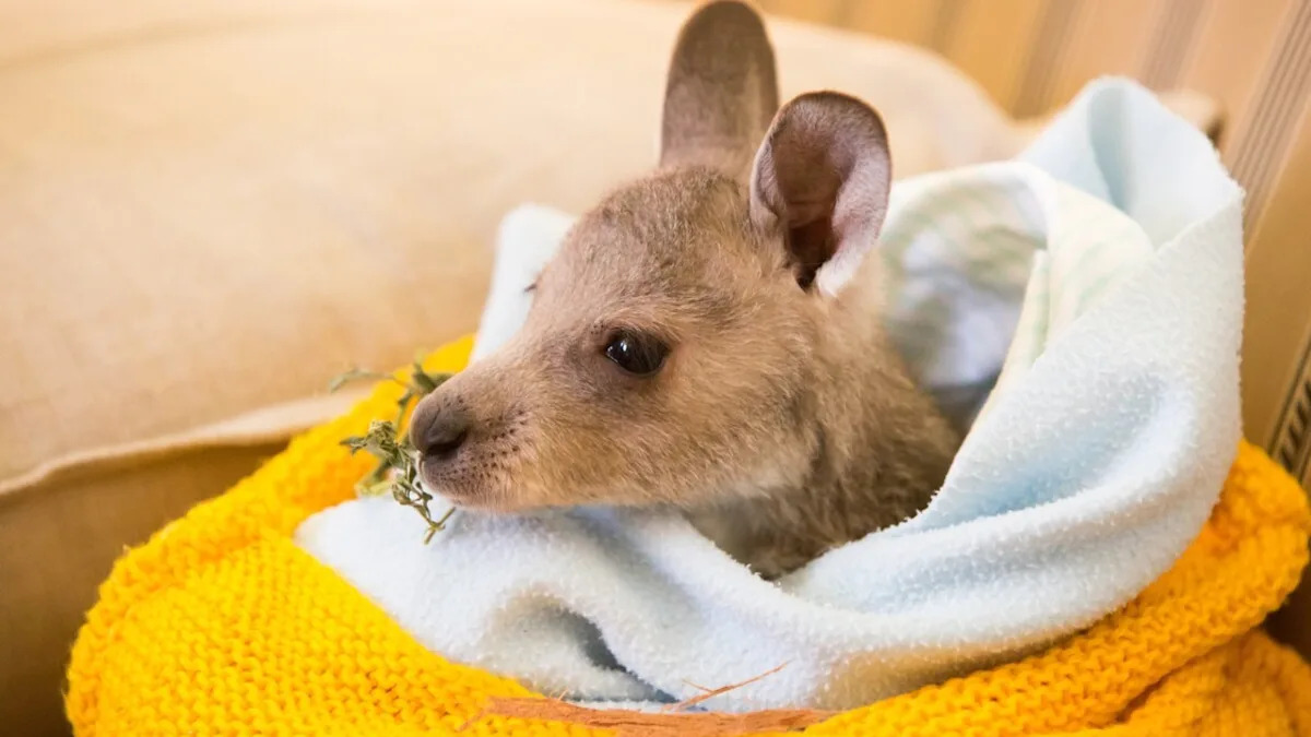 Precious Kangaroo Joey’s Day at the Office With Dad Is Giving People So Many Feels