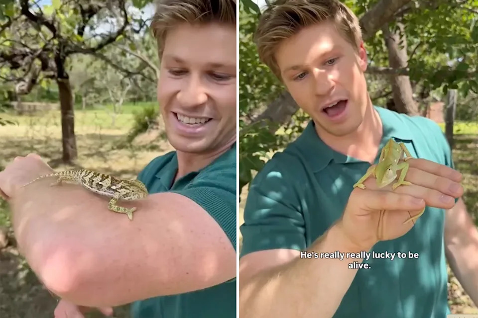 Robert said that the chameleon's changing colours showed that it had become more comfortable with him. Photo: Instagram/robertirwinphotography