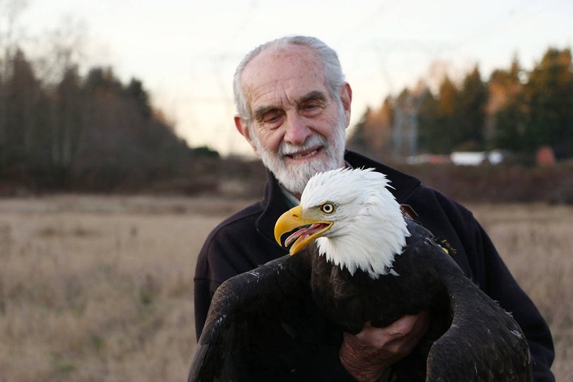 Bird biologist David Hancock holds a live bald eagle that he's caught in order to put a tracker on it. Hancock has been instrumental in studying and conserving bald eagles in British Columbia. 