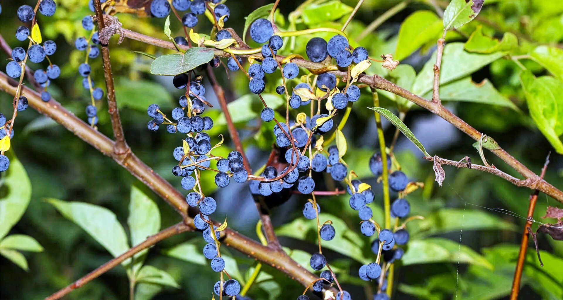 Some plants make fake berries to trick birds into helping them