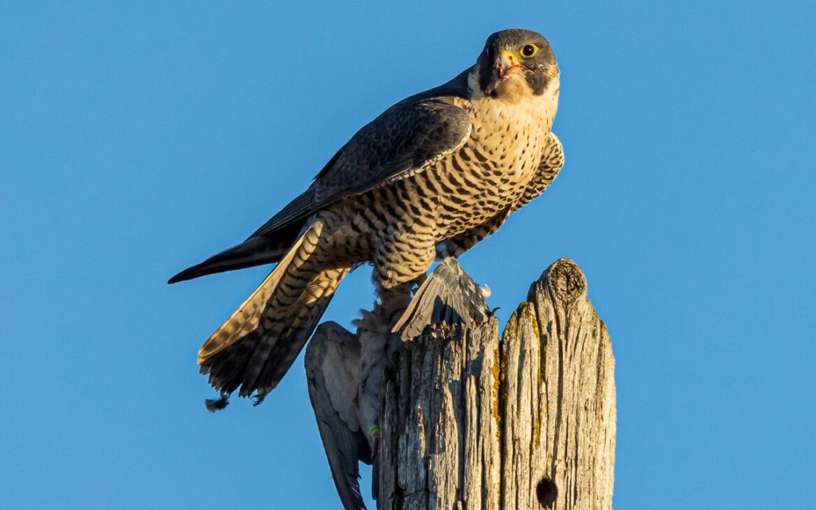 The peregrine falcon, considered the fastest animal in the world, reaches speeds of over 380 km/h in dives and has hunted at altitudes of almost 3 meters.