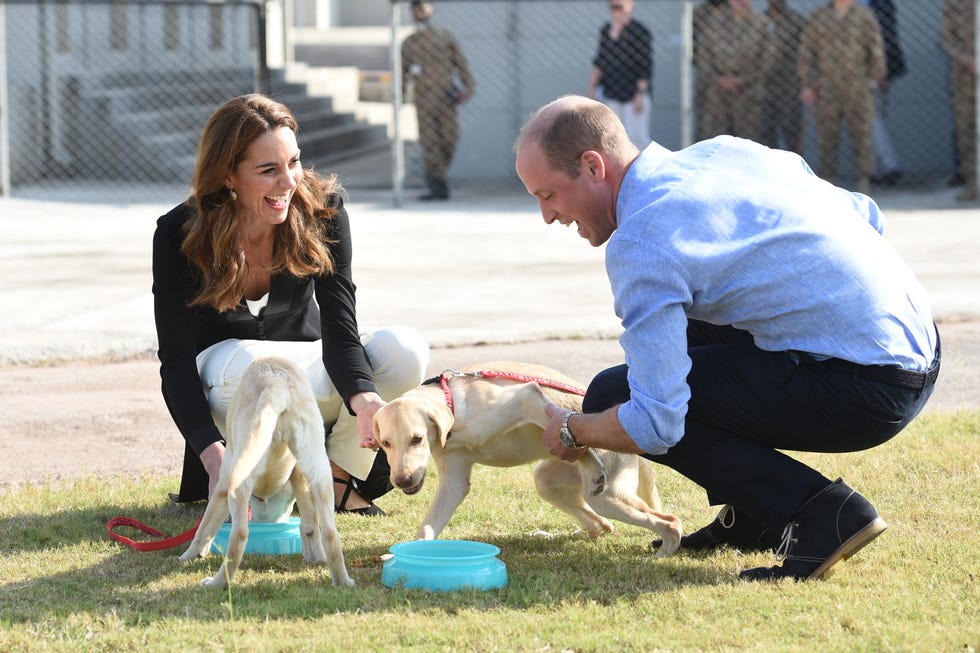 Fans divided over Prince William and Kate Middletons controversial habit in bed.jpg william and catherine visit an army canine centre in 2019