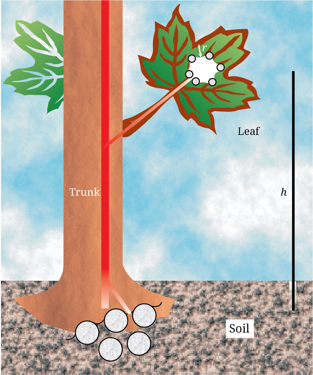 Schematic of sap moving up and through a tree.