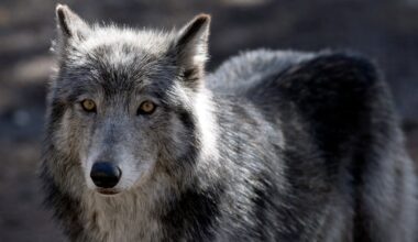 Americans generally like wolves − except when we’re reminded of our politics