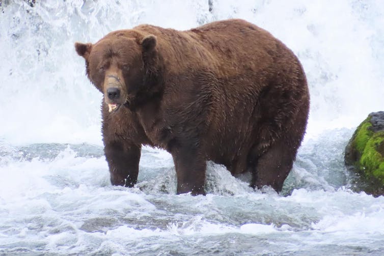 A large bear stands in a river.