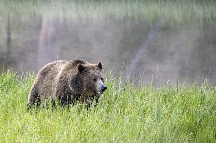 A bear walks through a meadow.