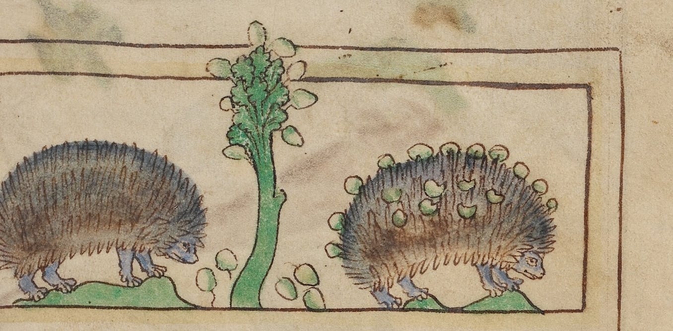 Why hedgehogs used to be hated