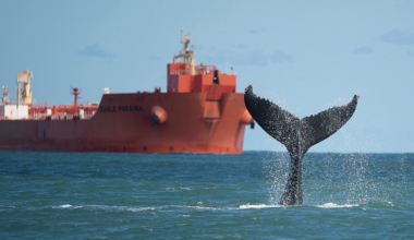 Marine protected areas aren’t in the right places to safeguard dolphins and whales in the South Atlantic