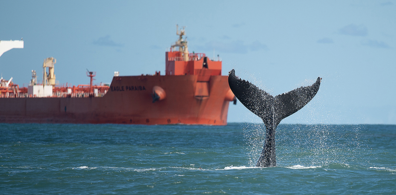 Marine protected areas aren’t in the right places to safeguard dolphins and whales in the South Atlantic