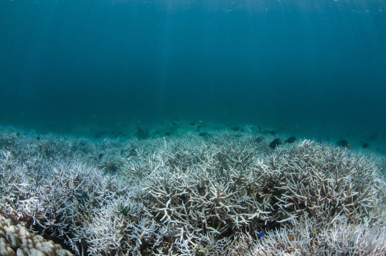 Bleached coral
