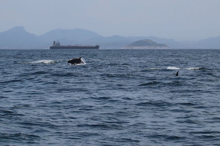 bottlenose dolphins swim with a ship in the background.