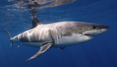 Great white sharks grow a whole new kind of tooth for slicing bone as they age