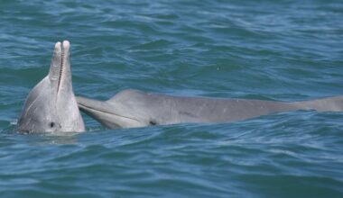 Social lives of whales and dolphins shape the spread of infectious diseases