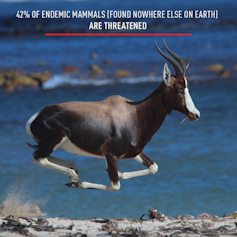 A black and white large antelope leaping through the air