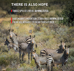 7 Zebras standing outside on a mountain