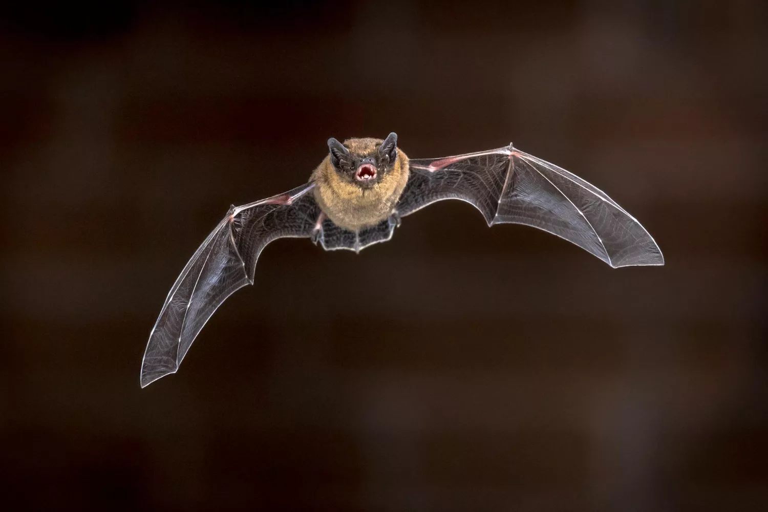 Bats use a hidden sound map to fly through darkness, new study reveals