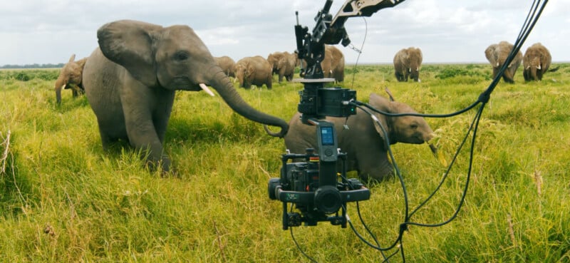 A camera mounted on a crane films a group of elephants, including a calf, grazing in a grassy field under a partly cloudy sky. More elephants are visible in the background.