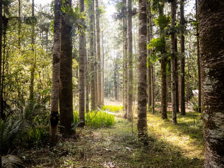 Visitors also come to see K'gari's rainforests, that are home to a variety of native animals.