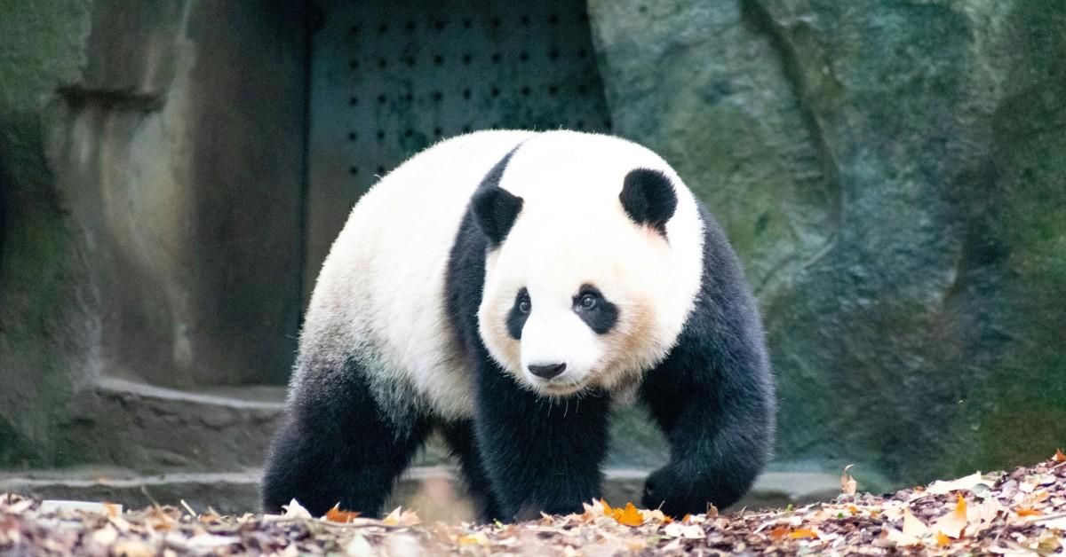 A giant panda walks in an enclosure
