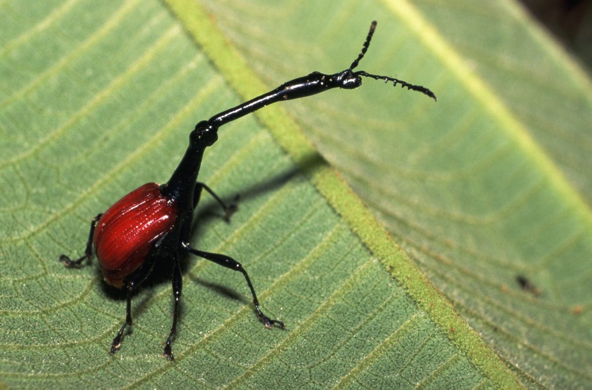 giraffe-necked weevil