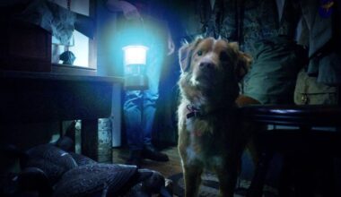 Ethan Hawke, Alison Brie beaten for acting award by the Good Boy dog