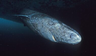 World's Longest-Living Sharks May Hold Clues to Preserving Vision For Life : ScienceAlert
