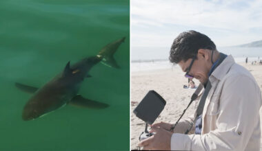 Carlos Gauna using his drone to find great white sharks off Los Angeles