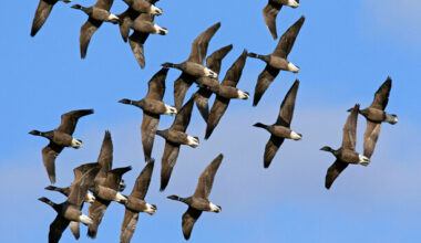 The birds that come here because it's winter