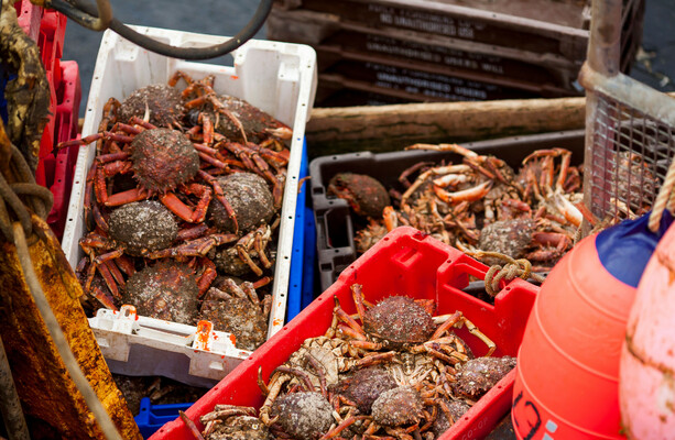 15,000 crabs that escaped from truck in Donegal fail in ‘bid for freedom’