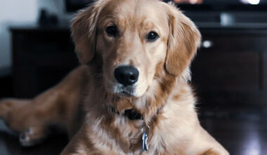 Think you've got Ireland's cutest dog? Enter our Great Irish Bark Off, we'll be the judge