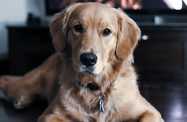 Think you've got Ireland's cutest dog? Enter our Great Irish Bark Off, we'll be the judge