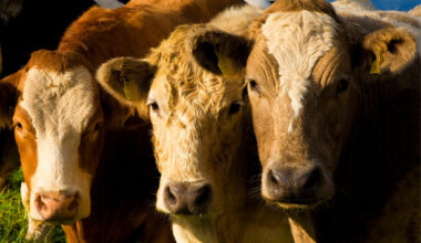 Outbreak of bluetongue virus confirmed in cattle herd in Co Wexford - The Journal