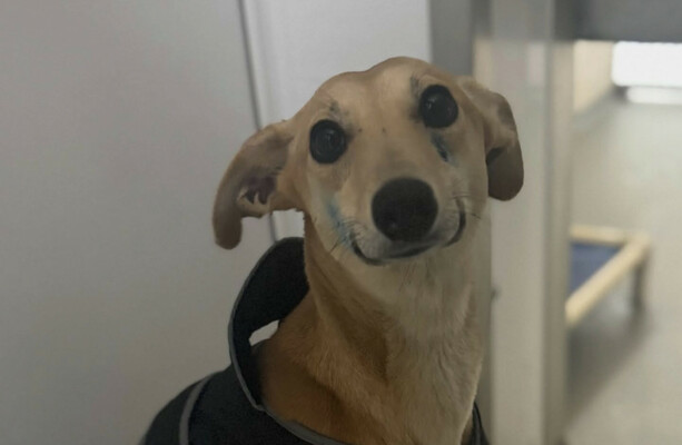 Animal charity thanks ‘vigilant member of the public’ for the safe return of stolen dog