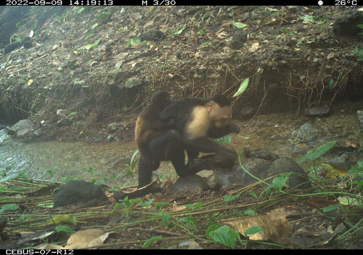 5 Animal Behaviors Scientists Never Expected to See in 2025