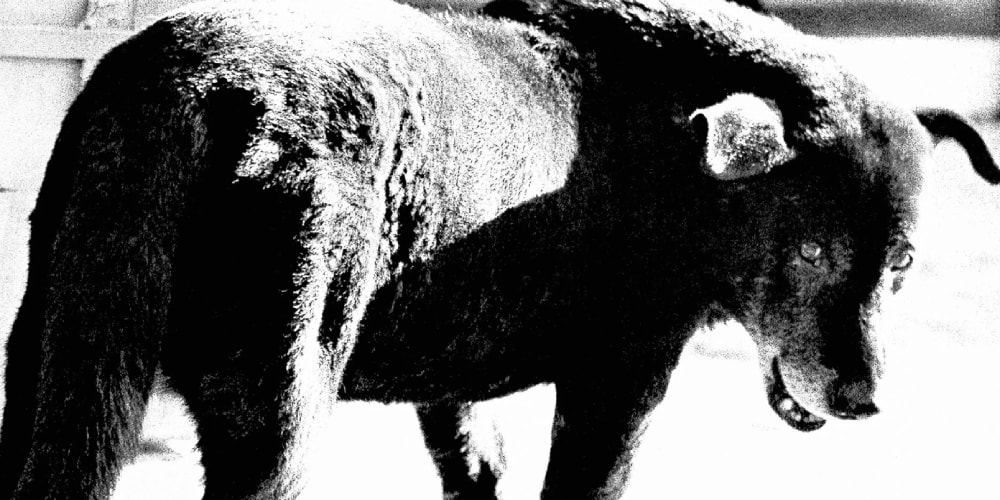 Daido Moriyama Retrospective FOTO ARSENAL WIEN