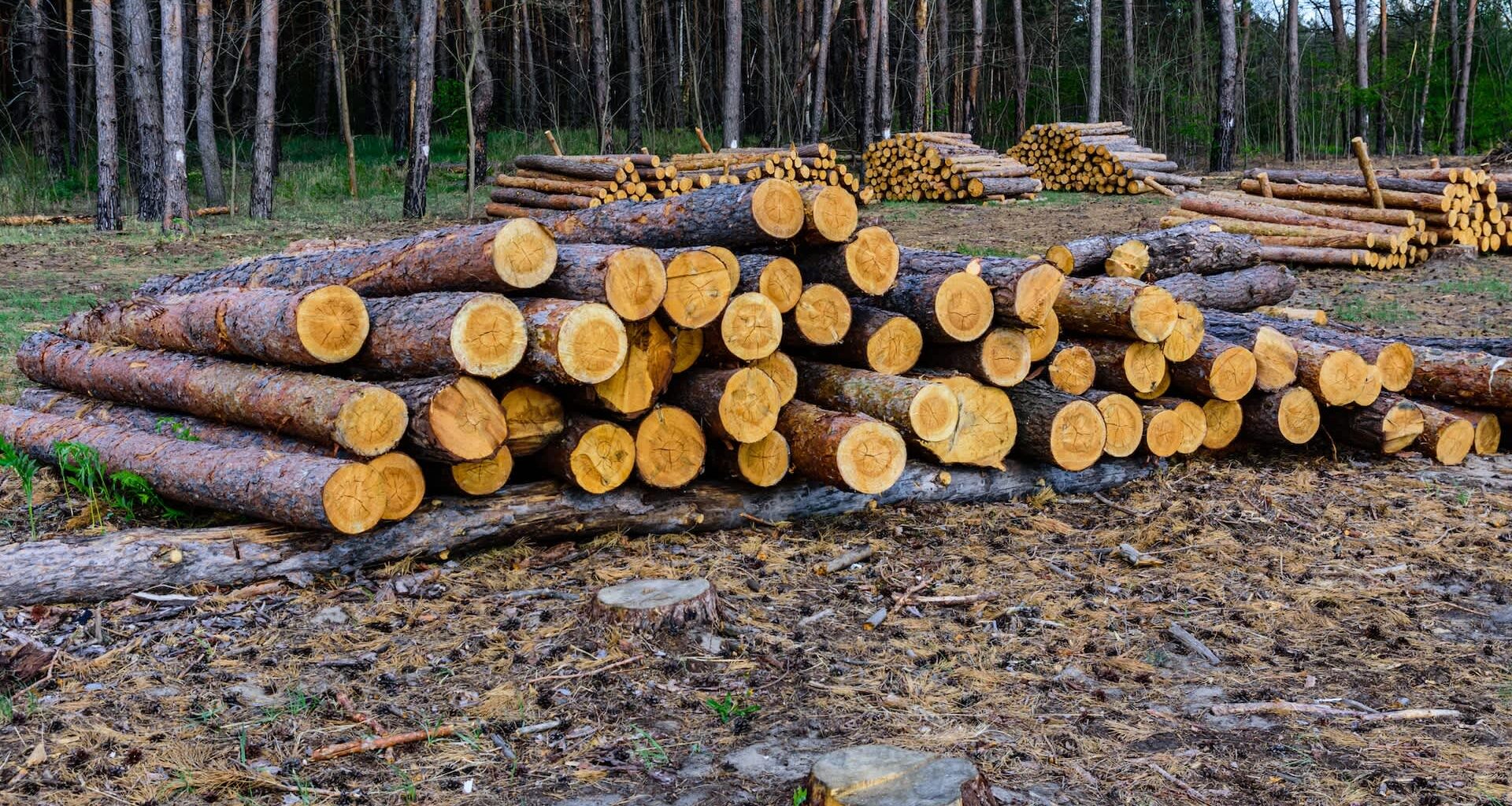 Three men were fined over $6,000 for illegal logging in Saskatchewan's provincial forest.