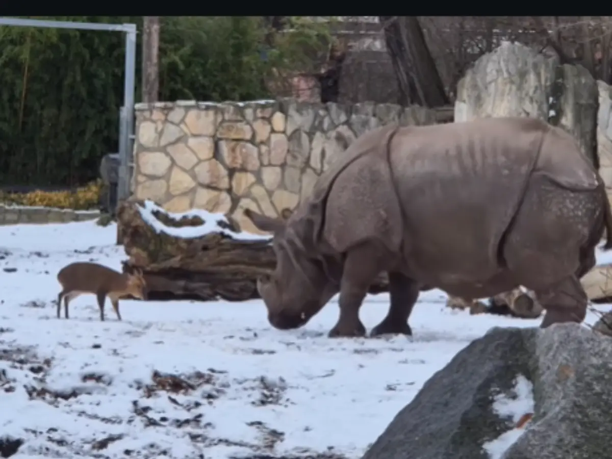 22kg deer butts heads with 2,000kg rhino at Polish zoo. See who won