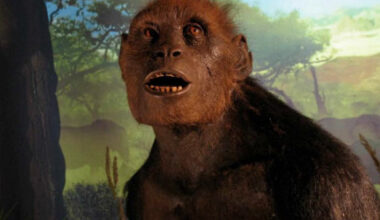 Reconstruction of Sahelanthropus tchadensis. Image credit: University of Silesia.