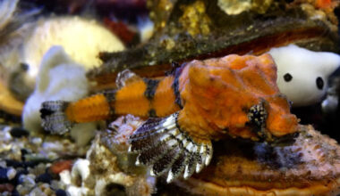 The rockhead poacher (Bothragonus swanii) in Oregon Coast Aquarium. Image credit: Rhinopias / CC BY-SA 4.0.