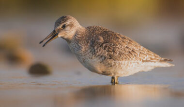 The red knot (Calidris canutus), juvenile, near Gourinet, Brittany, France. Image credit: Stephan Sprinz / CC BY 4.0.