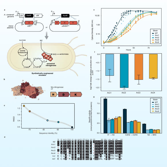 Resurrection and characterization of ancestral nitrogenases. Image credit: Rucker et al., doi: 10.1038/s41467-025-67423-y.