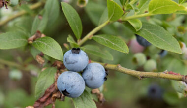 Vaccinium angustifolium. Image credit: Σ64 / CC BY 3.0.