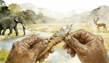 Artist’s reconstruction of Xigou tool-hafting. Image credit: Hulk Yuan, IVPP.