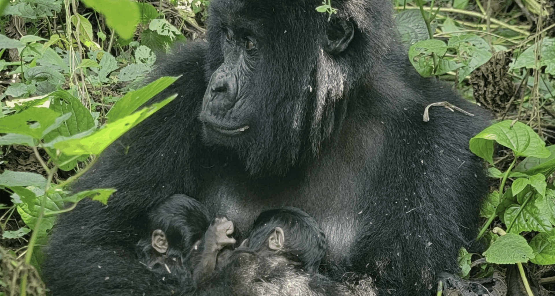 Incredibly Rare Twin Mountain Gorilla Birth Offers New Hope For Species Survival