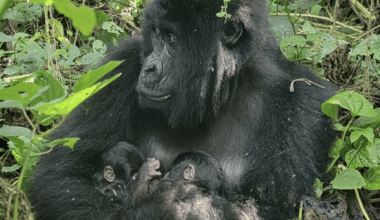 Incredibly Rare Twin Mountain Gorilla Birth Offers New Hope For Species Survival