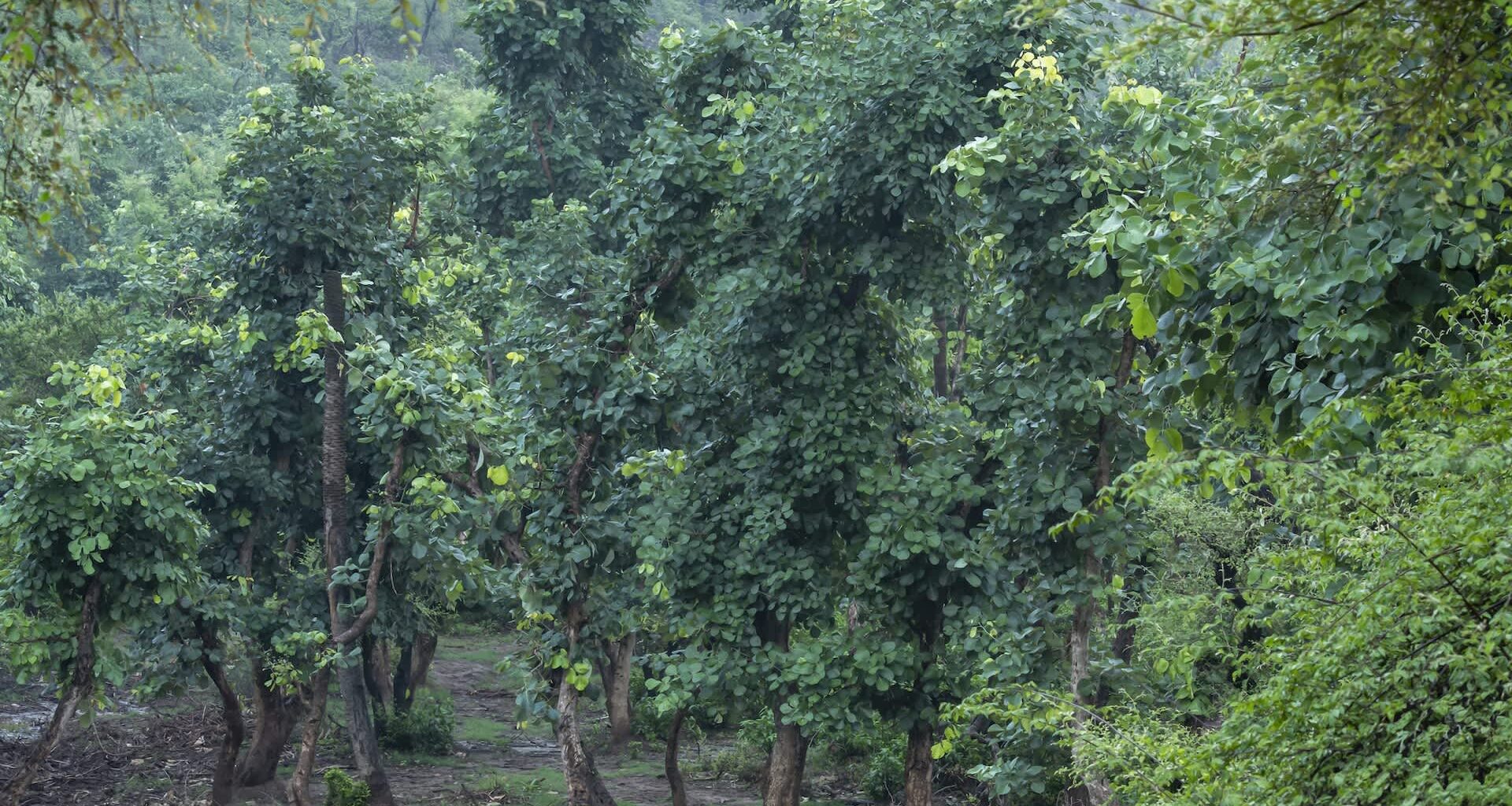 The study concluded that almost two-thirds of natural habitats in India were hosting 11 major invasive plants.