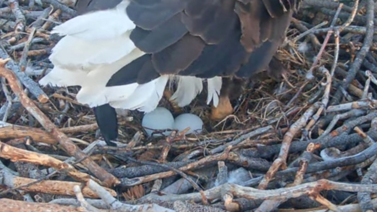 Egg #2 arrives for Jackie and Shadow, the Big Bear bald eagles – NBC Los Angeles